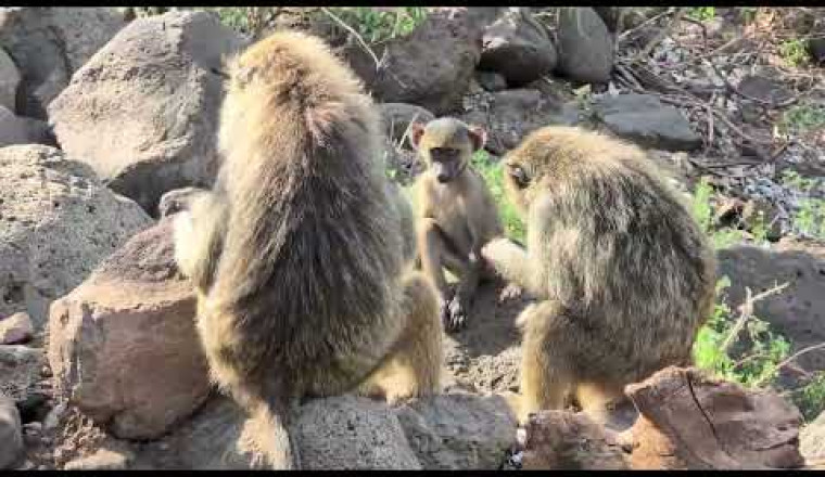 Highlights unserer Safari Reise