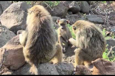 Highlights unserer Safari Reise