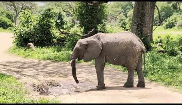 Unsere Safari-Reise in Tansania